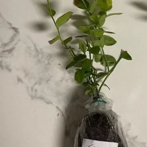 Elliott Blueberry Live Plant - Highbush Vaccinium elliottii - Starter Size - Outdoor Fruiting Shrub - Image 6