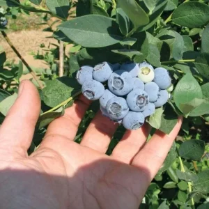 Emerald Blueberry Live Plant Set (2), 4-6