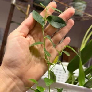 Emerald Blueberry Live Plant Set (2), 4-6