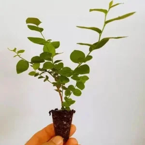 Emerald Blueberry Live Plant Set (2), 4-6