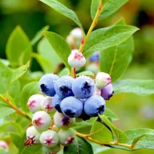 Emerald Blueberry Live Plant Set (2), 4-6