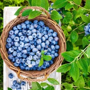 Emerald Blueberry Live Plant Set (2), 4-6