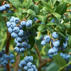 Emerald Blueberry Live Plant - Southern Highbush - 4-6