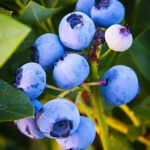 Emerald Blueberry Live Plant - Southern Highbush - 4-6