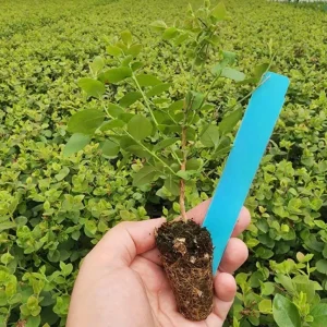 Emerald Blueberry Live Plant - Southern Highbush - 4-6