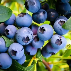 Emerald Blueberry Live Plant - Southern Highbush - 4-6
