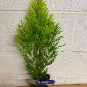 Emerald Green Arborvitae Live Plant - Thuja occidentalis - 4 inch Pot, 4-10 inches Tall - Image 2