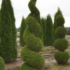 Emerald Green Arborvitae Live Plant - Thuja occidentalis - 2.5" Pot - Image 1