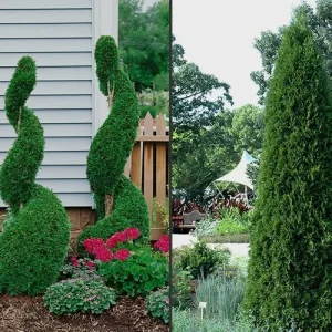Emerald Green Arborvitae Live Plant - Thuja occidentalis - 2.5