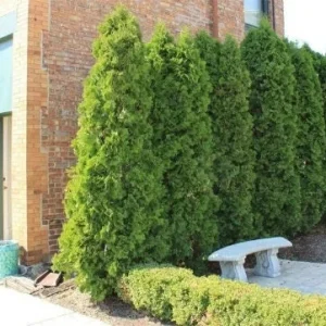 Emerald Green Arborvitae Live Plant - Thuja occidentalis - 4 inch Pot, 4-10 inches Tall - Image 6