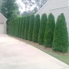 Emerald Green Arborvitae Live Plant - Thuja occidentalis - 4 inch Pot, 4-10 inches Tall - Image 1