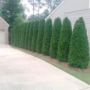Emerald Green Arborvitae Live Plant - Thuja occidentalis - 4 inch Pot, 4-10 inches Tall - Image 1