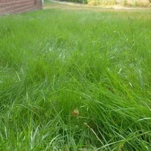 Emerald Zoysia Grass Seeds - 1/8 lb (2 oz) for Lush, Drought-Tolerant Lawns - Image 1