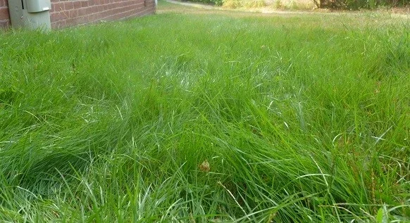 Emerald Zoysia Grass Seeds - 1/8 lb (2 oz) for Lush, Drought-Tolerant Lawns - Image 1