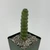 Eulychnia Castanea Spiralis Live Plant - Spiral Cactus - 4 or 6 Inch Pot - Image 1