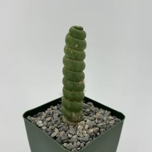 Eulychnia Castanea Spiralis Live Plant - Spiral Cactus - 4 or 6 Inch Pot - Image 1
