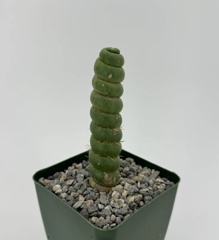 Eulychnia Castanea Spiralis Live Plant - Spiral Cactus - 4 or 6 Inch Pot - Image 1