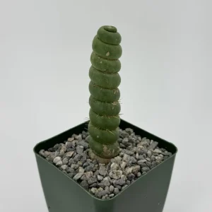 Eulychnia Castanea Spiralis Live Plant - Spiral Cactus - 4 or 6 Inch Pot - Image 2