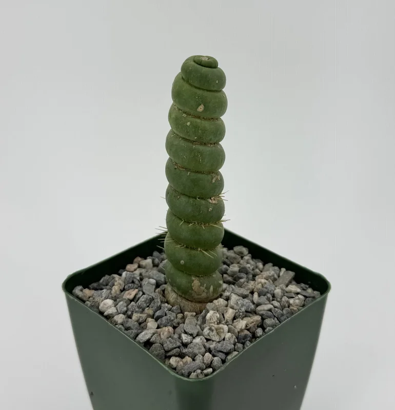 Eulychnia Castanea Spiralis Live Plant - Spiral Cactus - 4 or 6 Inch Pot - Image 2