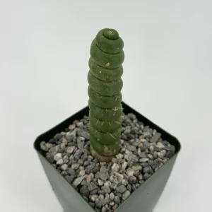 Eulychnia Castanea Spiralis Live Plant - Spiral Cactus - 4 or 6 Inch Pot - Image 3