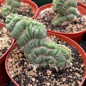 Eulychnia Castanea Spiralis Live Plant - Spiral Cactus - 4 or 6 Inch Pot - Image 4