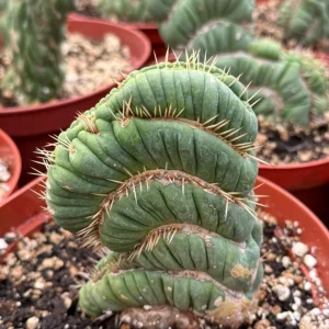 Eulychnia Castanea Spiralis Live Plant - Spiral Cactus - 4 or 6 Inch Pot - Image 5