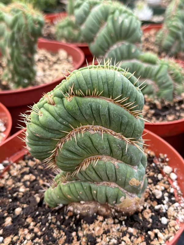 Eulychnia Castanea Spiralis Live Plant - Spiral Cactus - 4 or 6 Inch Pot - Image 5
