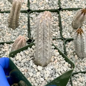 Euphorbia Abdelkuri Live Plant - Rare Gray Columnar Succulent - 4 Inch Pot - Image 2