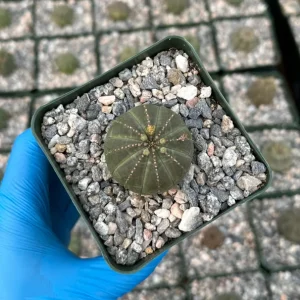 Euphorbia Obesa Baseball Plant Live Succulent – Rare Indoor Plant in 4 inch Pot - Image 2