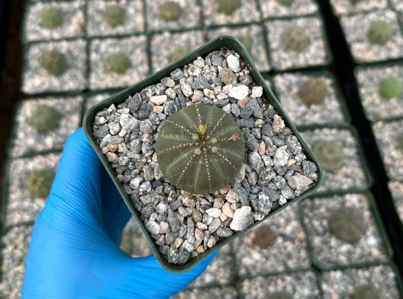 Euphorbia Obesa Baseball Plant Live Succulent – Rare Indoor Plant in 4 inch Pot - Image 2