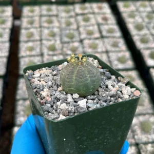 Euphorbia Obesa Baseball Plant Live Succulent – Rare Indoor Plant in 4 inch Pot - Image 3