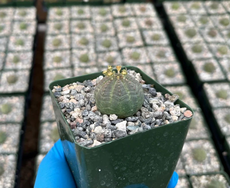 Euphorbia Obesa Baseball Plant Live Succulent – Rare Indoor Plant in 4 inch Pot - Image 3
