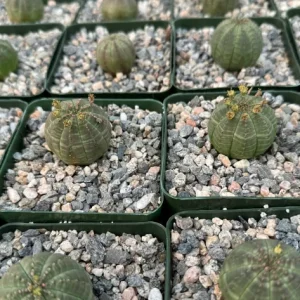 Euphorbia Obesa Baseball Plant Live Succulent – Rare Indoor Plant in 4 inch Pot - Image 4