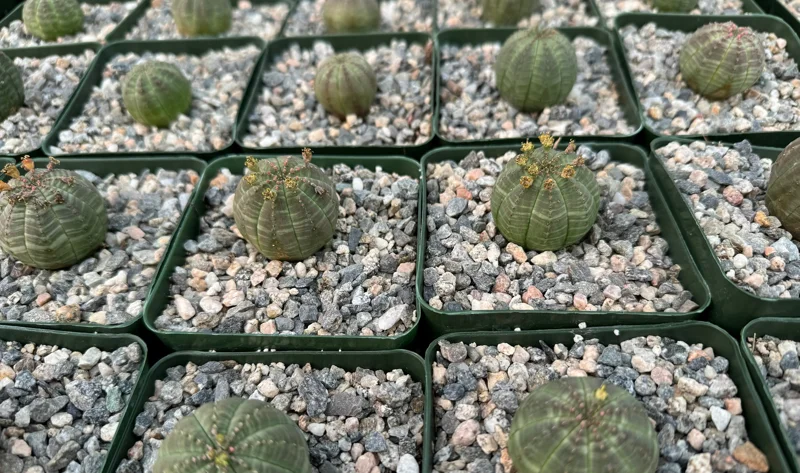Euphorbia Obesa Baseball Plant Live Succulent – Rare Indoor Plant in 4 inch Pot - Image 4