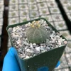 Euphorbia Obesa Baseball Plant Live Succulent – Rare Indoor Plant in 4 inch Pot - Image 1