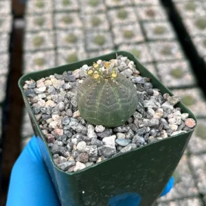 Euphorbia Obesa Baseball Plant Live Succulent – Rare Indoor Plant in 4 inch Pot - Image 1