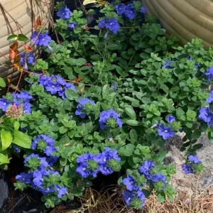 Evolvulus Blue Daze Live Plant – 2 Starter Plants, 4-6