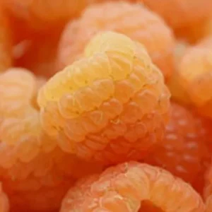 Fall Gold Raspberry Live Plant - Everbearing Yellow Berries - Zones 3-8 - Image 2