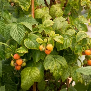 Fall Gold Raspberry Live Plant - Everbearing Yellow Berries - Zones 3-8 - Image 3