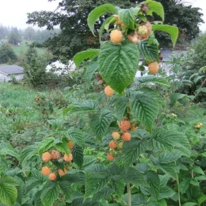 Fall Gold Raspberry Live Plant - Everbearing Yellow Berries - Zones 3-8 - Image 4
