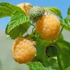 Fall Gold Raspberry Live Plant - Everbearing Yellow Berries - Zones 3-8 - Image 1