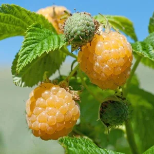 Fall Gold Raspberry Live Plant - Everbearing Yellow Berries - Zones 3-8 - Image 1