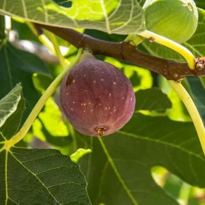 Fignomenal Fig Live Plant Set - 4 Dwarf Edible Fruit Trees 4-6