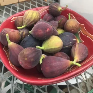 Fignomenal Fig Live Plant Set - 4 Dwarf Edible Fruit Trees 4-6