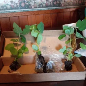 Fignomenal Fig Live Plant Set - 4 Dwarf Edible Fruit Trees 4-6