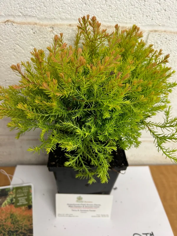 Fire Chief Globe Arborvitae Live Plant – 1 Quart Pot – Dwarf Evergreen Shrub - Image 2