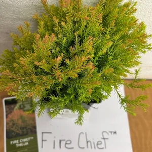 Fire Chief Globe Arborvitae Live Plant – 1 Quart Pot – Dwarf Evergreen Shrub - Image 3
