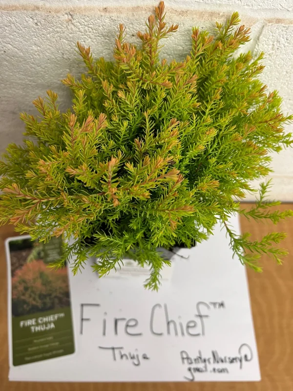 Fire Chief Globe Arborvitae Live Plant – 1 Quart Pot – Dwarf Evergreen Shrub - Image 3