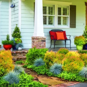 Fire Chief Globe Arborvitae Live Plant – 1 Quart Pot – Dwarf Evergreen Shrub - Image 4