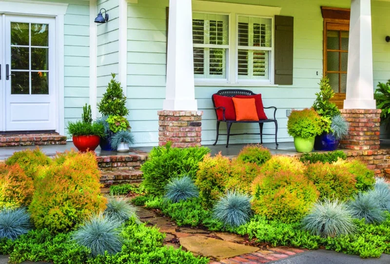 Fire Chief Globe Arborvitae Live Plant – 1 Quart Pot – Dwarf Evergreen Shrub - Image 4